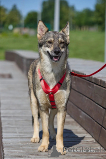 Photo №4. I will sell non-pedigree dogs in the city of Moscow river.  - price - Is free