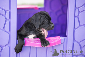 Additional photos: Cane Corso puppies