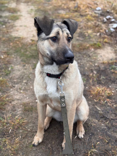 Photo №1. non-pedigree dogs - for sale in the city of Moscow river | Is free | Announcement № 161044