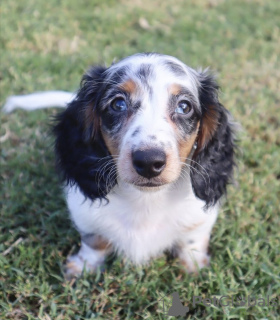 Photo №3. dachshund puppy. Germany