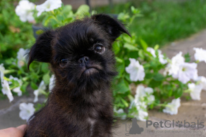 Photo №1. belgian griffon - for sale in the city of Nizhny Novgorod | negotiated | Announcement № 12085