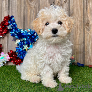 Photo №3. Mason Male Maltipoo Puppy 9 Weeks Old Ready for His Forever Home. Germany