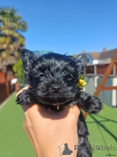 Photo №3. Suchen ein neues Zuhause? Seltene schwarze Yorkshire Terrier Welpen Kontaktieren. Germany