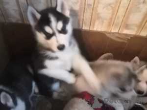 Photo №4. I will sell siberian husky in the city of Москва. private announcement - price - negotiated