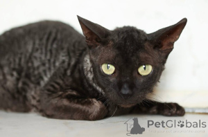 Photo №2 to announcement № 165040 for the sale of cornish rex - buy in Russian Federation from the shelter