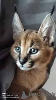 Photo №2 to announcement № 68555 for the sale of caracal - buy in Ukraine private announcement, from nursery, breeder