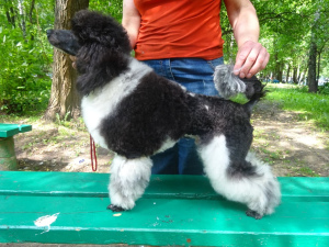 Photo №3. Poodle for sale. Russian Federation