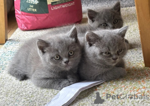 Photo №1. british shorthair - for sale in the city of Mojkovac | 400$ | Announcement № 170917
