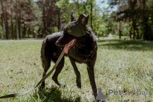 Photo №3. Beautiful young dog Naomi as a gift. Belarus