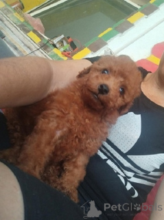 Photo №1. poodle (toy) - for sale in the city of Zrenjanin | negotiated | Announcement № 148700