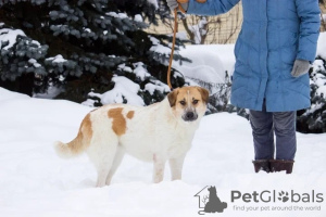 Photo №3. Affectionate and sociable Milka is waiting for good owners!. Russian Federation