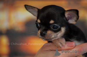 Photo №2 to announcement № 8371 for the sale of chihuahua - buy in Ukraine private announcement, from nursery, breeder