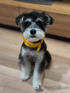 Photo №4. I will sell schnauzer in the city of Los Angeles. private announcement - price - negotiated