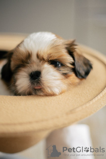 Additional photos: Selling puppies of the Shih Tzu breed.