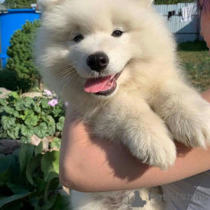 Photo №1. samoyed dog - for sale in the city of Даллас | 1100$ | Announcement № 11660