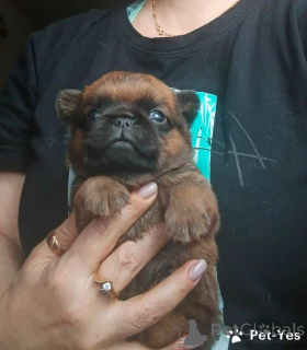 Photo №2 to announcement № 171752 for the sale of petit brabançon - buy in Russian Federation private announcement