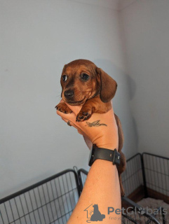 Photo №1. dachshund - for sale in the city of English Bicknor | 634$ | Announcement № 56820
