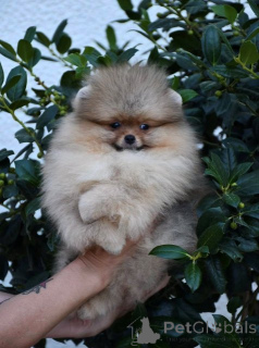 Photo №3. Exclusive Pomeranians from first-class Brazilian bloodlines. Macedonia