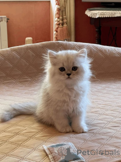 Photo №1. persian cat - for sale in the city of Berlingen | 361$ | Announcement № 172017
