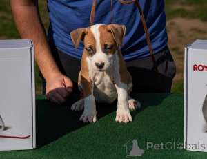 Photo №1. american staffordshire terrier - for sale in the city of Obrenovac | negotiated | Announcement № 156048