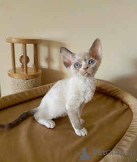 Photo №1. devon rex - for sale in the city of Limburg-on-lana | 329$ | Announcement № 151870