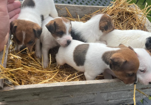 Photo №2 to announcement № 148577 for the sale of jack russell terrier - buy in Czech Republic private announcement