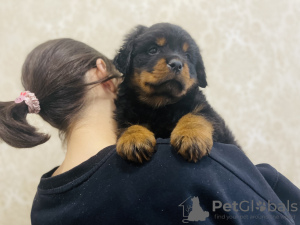 Photo №1. rottweiler - for sale in the city of Kazan | negotiated | Announcement № 36623