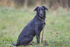 Additional photos: Yakut handsome man Artie is looking for a family.