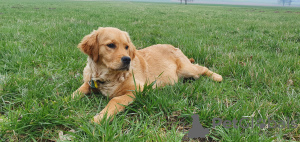 Additional photos: Golden Retriever puppy - female