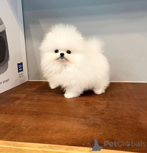 Photo №4. I will sell pomeranian in the city of Hamburg. private announcement - price - negotiated