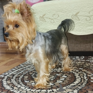 Photo №4. I will sell yorkshire terrier in the city of Tashkent. breeder - price - 285$
