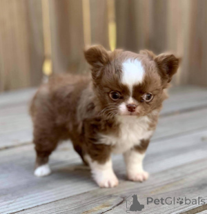 Photo №4. I will sell chihuahua in the city of Warsaw. breeder - price - negotiated