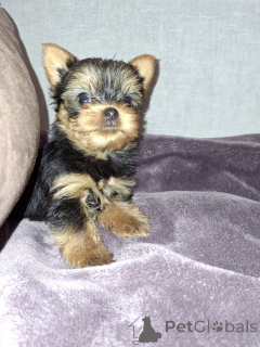 Photo №2 to announcement № 165363 for the sale of beaver yorkshire terrier, yorkshire terrier - buy in Estonia private announcement, from nursery, breeder