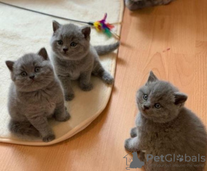 Photo №1. british shorthair - for sale in the city of Helsinki | negotiated | Announcement № 89051
