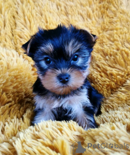 Photo №1. yorkshire terrier - for sale in the city of Geļenova | Is free | Announcement № 119464