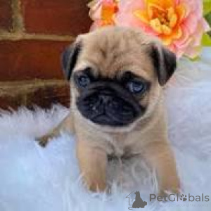 Photo №3. Preciosos cachorros Pug en venta. Spain