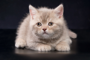 Photo №1. british shorthair - for sale in the city of Minsk | 300$ | Announcement № 5063