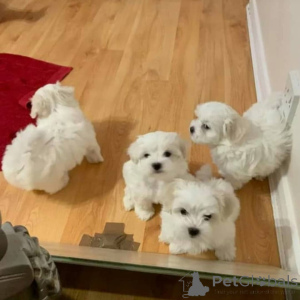 Photo №1. maltese dog - for sale in the city of Tampere | 350$ | Announcement № 169631