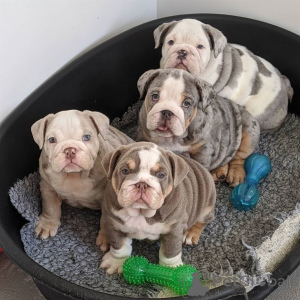 Photo №1. english bulldog - for sale in the city of OberstDorf | 568$ | Announcement № 160528