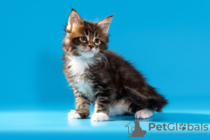 Photo №3. Maine Coon kittens from parents of heavy lines. Russian Federation