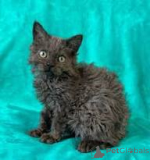 Photo №2 to announcement № 165840 for the sale of selkirk rex shorthair - buy in Belgium private announcement, breeder