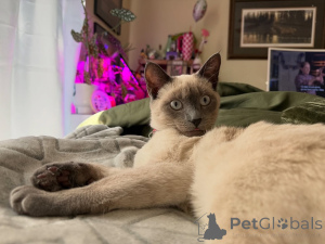 Photo №3. Grace, curiosity, and a heart full of love thats Nala,. France