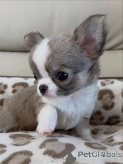 Photo №2 to announcement № 165216 for the sale of chihuahua - buy in Netherlands breeder