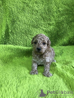 Photo №4. I will sell poodle (dwarf) in the city of Zrenjanin.  - price - negotiated