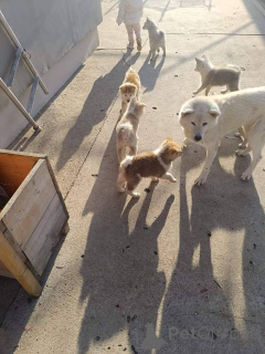 Photo №4. I will sell akita in the city of Kovačica.  - price - negotiated