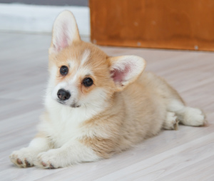 Photo №2 to announcement № 5585 for the sale of welsh corgi - buy in Russian Federation from nursery, breeder