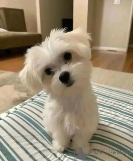 Photo №2 to announcement № 164994 for the sale of maltese dog - buy in Finland private announcement, breeder