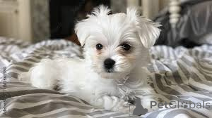 Photo №2 to announcement № 135907 for the sale of maltese dog - buy in Germany 
