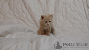 Photo №1. kurilen bobtail - for sale in the city of Москва | 135$ | Announcement № 8270