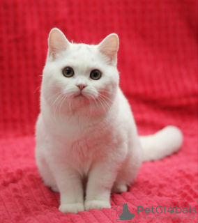 Photo №1. british shorthair - for sale in the city of Magnitogorsk | negotiated | Announcement № 102879